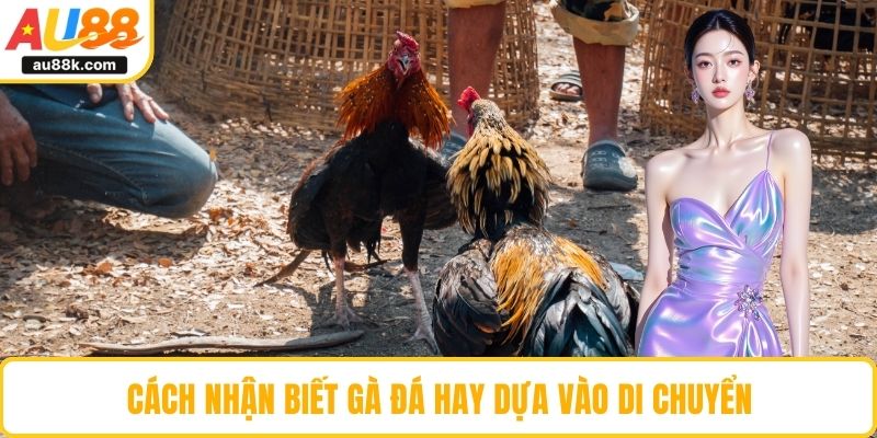 Cách nhận biết gà đá hay dựa vào di chuyển