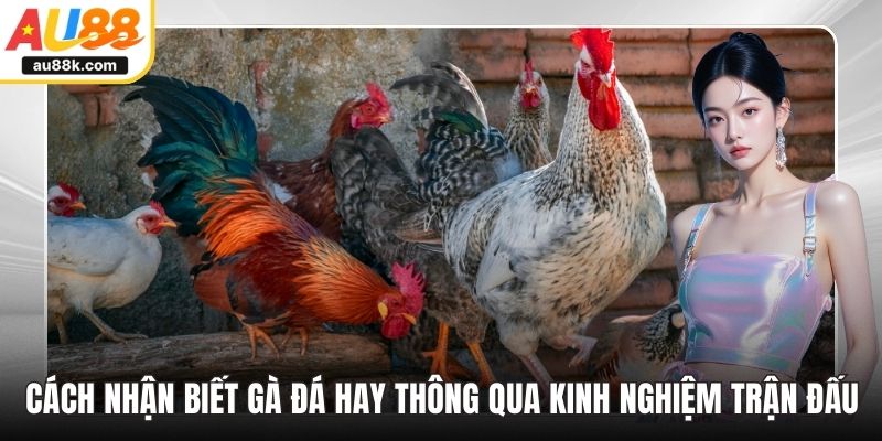 Cách nhận biết gà đá hay