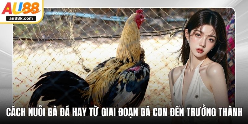 Cách nuôi gà đá hay