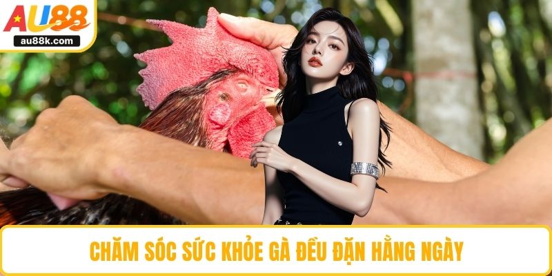 Chăm sóc sức khỏe gà đều đặn hằng ngày