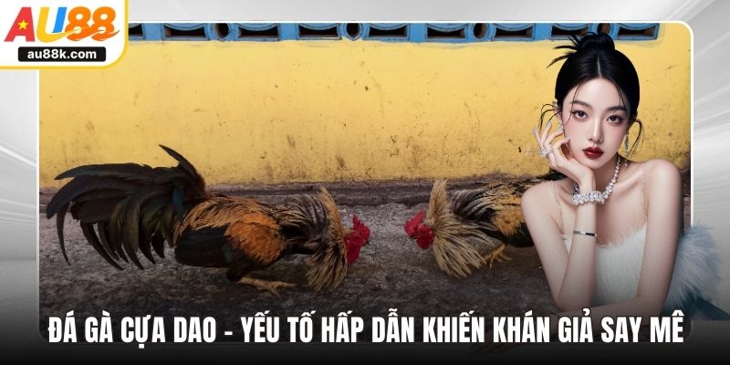 Đá gà cựa dao