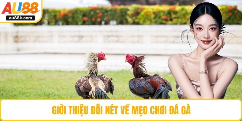 Giới thiệu đôi nét về mẹo chơi đá gà