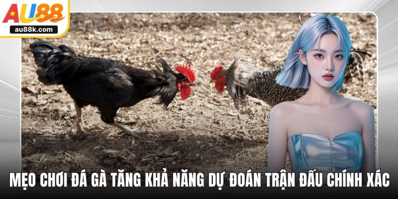 Mẹo chơi đá gà