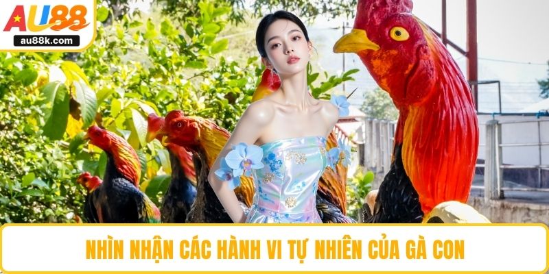 Nhìn nhận các hành vi tự nhiên của gà con