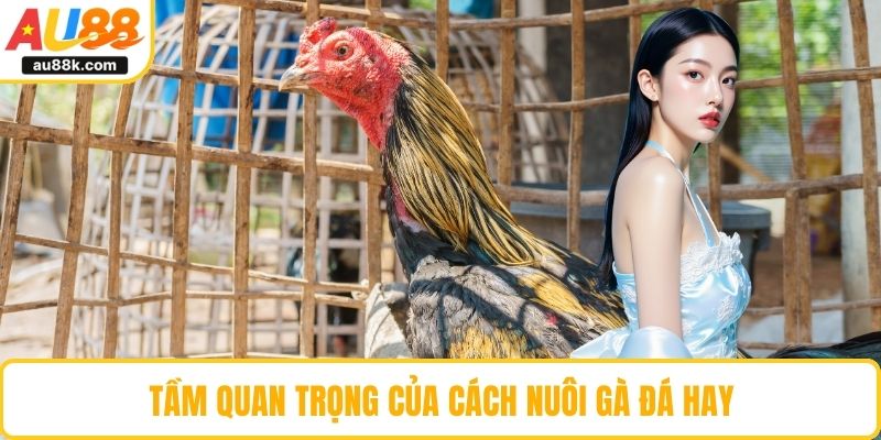 Tầm quan trọng của cách nuôi gà đá hay