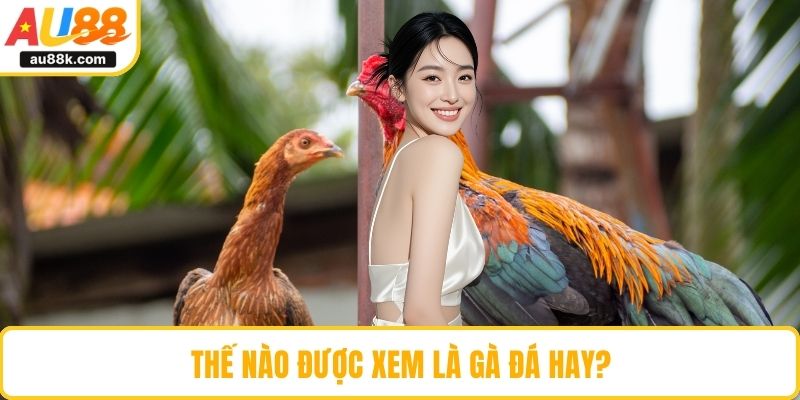 Thế nào được xem là gà đá hay?